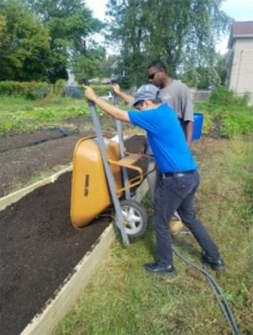 A young man dumping the wheelbarrow with the supervisor standing next to him.